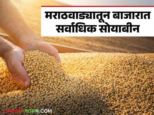 Soybean Market Rate: Where is Marathwada, Vidarbha getting the highest price for soybeans; Read today's market prices | Soybean Market Rate : मराठवाडा, विदर्भ कुठे मिळतोय सोयाबीनला सर्वाधिक दर; वाचा आजचे बाजारभाव