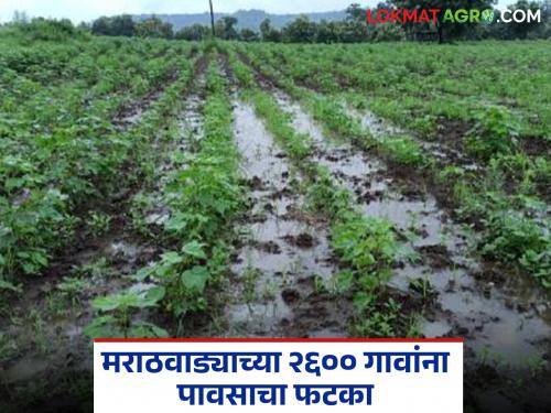 More than average rainfall in August; 2600 villages of Marathwada affected by rain | ऑगस्ट महिन्यांत सरासरीच्या तुलनेत जास्तीचा पाऊस; मराठवाड्याच्या २६०० गावांना पावसाचा फटका