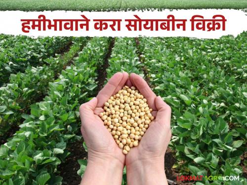 Soybean Market: Soybean sale at guarantee center, price is not low; Now only 15 days left for registration | Soybean Market : हमी केंद्रावर करा सोयाबीन विक्री, भावात नाही कमी; आता नोंदणीसाठी केवळ १५ दिवस शिल्लक