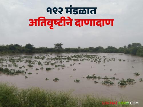 Heavy rains lashed 192 mandals of the state; Heavy rains in 17 districts in 24 hours | राज्याच्या १९२ मंडळांत अतिवृष्टीने दाणादाण; २४ तासांमध्ये १७ जिल्ह्यांत बरसला जोरदार