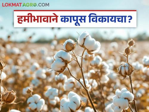 Want to sell cotton at guaranteed price this year? Then register on 'Ya' app now; CCI will not buy cotton if you are not registered | यंदा हमीभावाने कापूस विकायचा? तर 'या' ॲपवर आताच नोंदणी करा; नोंदणी नसल्यास सीसीआय घेणार नाही कापूस