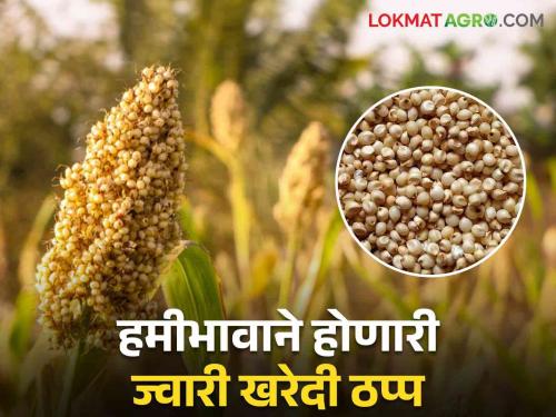 Extension of purchase of bulk sorghum; But as the warehouse was not available, the purchase was stopped | भरडधान्य ज्वारी खरेदीला मुदतवाढ; पण गोदाम उपलब्ध नसल्याने खरेदी झाली ठप्प