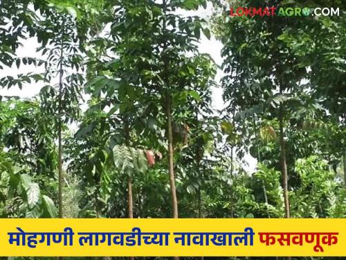 Incidents in Khultabad Taluka; 55 lakhs were cheated to the farmers in the name of Mohgani tree cultivation | खुलताबाद तालुक्यातील घटना; मोहगणी वृक्ष लागवडीच्या नावाखाली शेतकऱ्यांना ५५ लाखांना गंडविले