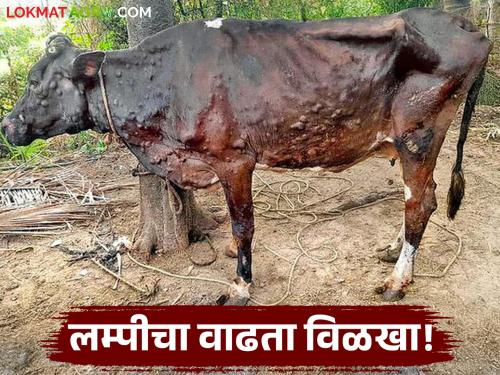 Lumpy is entering this district of the state on a large scale; Vaccination of two lakh cattle completed | राज्याच्या 'या' जिल्ह्यात लम्पीचा मोठ्या प्रमाणावर होतोय शिरकाव; दोन लाख गुरांचे लसीकरण पूर्ण