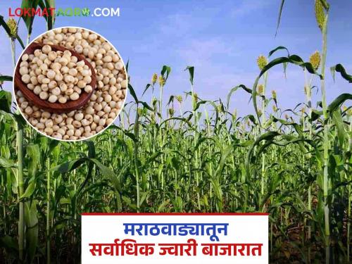 Today, the highest arrival of sorghum in the market is from Marathwada; Read what is the price being obtained | आज बाजारात मराठवाड्यातून सर्वाधिक ज्वारी आवक; वाचा काय मिळतोय दर