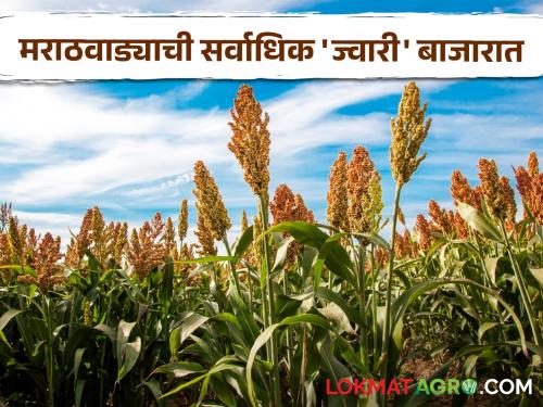 Jwari Bazaar Bhav: From Solapur to Jalna, know where jowar is getting the highest price. | Jwari Bajar Bhav : सोलापूर ते जालना जाणून घ्या ज्वारीला कुठे मिळतोय सर्वाधिक दर