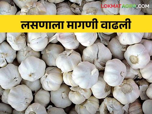 Garlic Market Update As Market Inflows Decline, Demand Picks Up; Read what the price of garlic is getting | Garlic Market Update बाजारात आवक घटताच मागणी वाढली; वाचा काय मिळतोय लसणाला दर