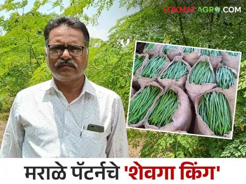 A farmer created an exportable sevaga variety that benefits dryland farming with horticulture; Marale pattern discussed abroad | बागायतीसह कोरडवाहू शेतीला फायद्याचा शेतकऱ्याने निर्माण केला निर्यातक्षम शेवगा वाण; मराळे पॅटर्नची विदेशात चर्चा