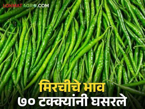 Green Chilli Market brings tears to the eyes of farmers by chilli; 70 percent drop in chilli prices | Green Chilli Market मिरचीने आणले शेतकऱ्यांच्या डोळ्यांत आणले पाणी; मिरची दरात ७० टक्क्यांनी घसरण