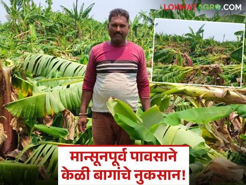 Pre-monsoon rains hit crops hard in Danapur; Banana orchards destroyed, causing losses worth lakhs! | मान्सूनपूर्व पावसाने दानापुरात पिकांना जबर फटका; केळी बागा उद्ध्वस्त झाल्याने लाखोंचे नुकसान!