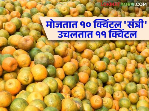 Orange Fruit Farmer : Looting of farmers by traders in the name of air cargo; Counts 10 quintals actually picks 11 quintals of oranges | Orange Fruit Farmer : वायुभारच्या नावावर शेतकऱ्याची व्यापाऱ्यांकडून लूट; मोजतात १० क्विंटल प्रत्यक्षात उचलतात ११ क्विंटल संत्री