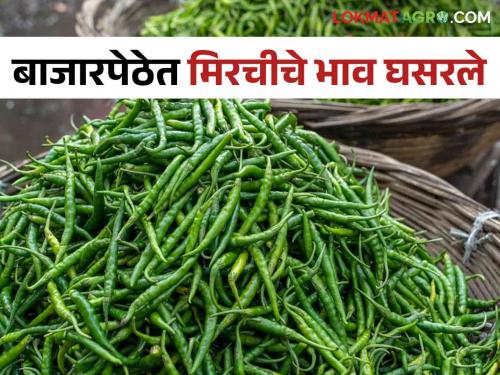 Chilli Market Inflows increase and chilli prices drop by 50 percent; A tone of displeasure from the productive farmers | Chilli Market बाजारपेठेत आवक वाढली अन मिरचीचे भाव ५० टक्क्यांनी घसरले; उत्पादक शेतकऱ्यांतून नाराजीचा सूर