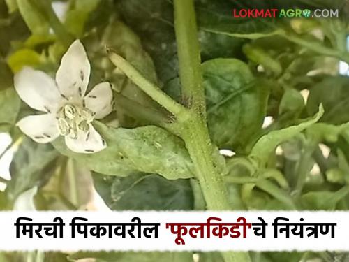 If you want to get more benefit from the summer chilli crop; prevent the 'flower bud' in time | उन्हाळी मिरची पिकातून मिळवायचा असेल अधिक फायदा तर 'फूलकिडी'ला वेळीच रोखा