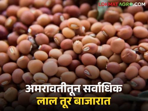 Tur Bazaar Bhav: Where did you get Tur today from Vidarbha to Solapur? Read today's Tur market price | Tur Bajar Bhav : विदर्भ ते सोलापूर आज तुरीला कुठे मिळाला किती दर; वाचा आजचे तूर बाजारभाव