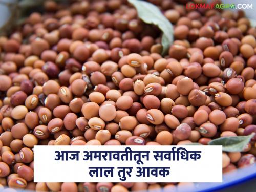 Red tur from Vidarbha and white tur in Marathwada market today; Read what is the price being offered | विदर्भातून लाल तर मराठवाड्याच्या बाजारात पांढऱ्या तुरीची आज सर्वाधिक आवक; वाचा काय मिळतोय दर