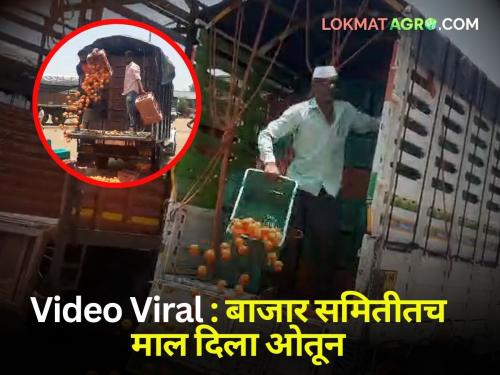 Video Viral junnar narayangaon market yard tomato farmer Saying we have no one to protect us farmer gave tomatoes in the market yard and threw them away | Video Viral : 'आम्हाला कुणीच वाली नाही' म्हणत शेतकऱ्याने मार्केट यार्डातच टोमॅटो दिले फेकून