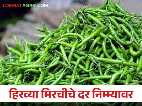 Green Chilli Market Prices of green chillies have halved due to increase in market; Farmers in financial trouble | Green Chilli Market बाजारात आवक वाढल्याने हिरव्या मिरचीचे दर आले निम्म्यावर; शेतकरी आर्थिक अडचणीत