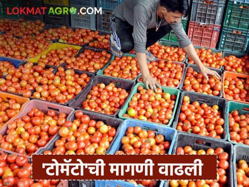 Tomato prices increased due to rains, but due to damage, the harvest also disappeared in front of our eyes. | पावसामुळे टोमॅटोचे दर वधारले पण नुकसानीमुळे हातचे पीक देखील डोळ्यादेखत संपले