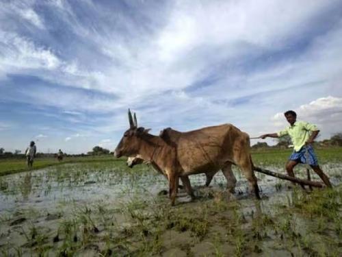 Overcast in most parts of the state for the next five days, forecast by the Meteorological Department | पुढील पाच दिवस हलक्या सरींचे, शेतकऱ्यांनी पिकाची कशी घ्यावी काळजी?