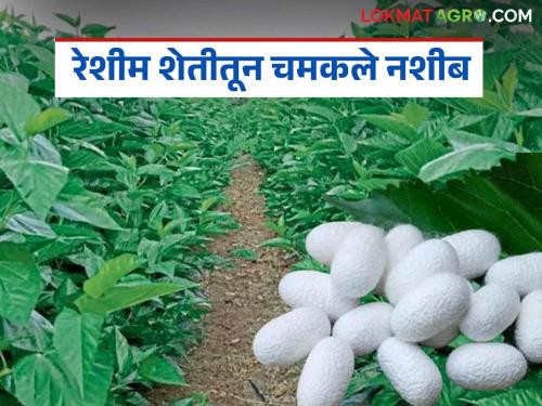 Good fortune shined through the sericulture experiment; Sanjay Naikwade created an ideal for farmers | रेशीम शेती प्रयोगातून चमकले नशीब; संजय नाईकवाडे यांनी निर्माण केला शेतकऱ्यांपूढे आदर्श