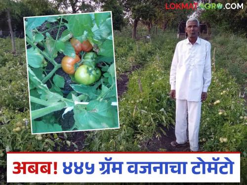 Inspirational feat of a 73 year old farmer from Vidarbha; 445 gram tomato grown in organic farming | विदर्भाच्या ७३ वर्षीय शेतकऱ्याची प्रेरणादायी कामगिरी; सेंद्रिय शेतीत पिकविला ४४५ ग्रॅम वजनाचा टोमॅटो