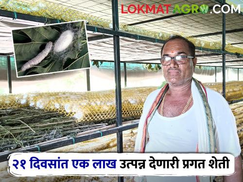 Vijayrao of Marathwada's Paithan taluk; In Aashadh Month earning lakhs of rupees per month from sericulture  | मराठवाड्याच्या पैठण तालुक्यातील विजयराव; आषाढात कमवत आहे रेशीम शेतीतून महिना लाख रुपये 