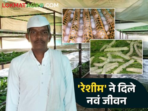 Sericulture Success Story : New life given to sericulture; Farmers of Marathwada say that silk is a divine blessing | Sericulture Success Story : रेशीम शेतीने दिले नवे जीवन; मराठवाड्याचा शेतकरी म्हणतोय रेशीम दैवी वरदान