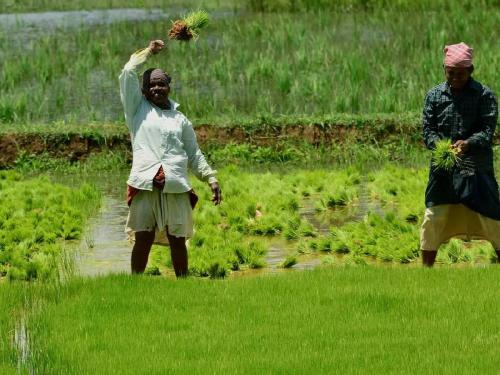 4 lakh 53 thousand farmers took out crop insurance for one rupee | ४ लाख ५३ हजार शेतकऱ्यांनी काढला एक रुपयात पीकविमा