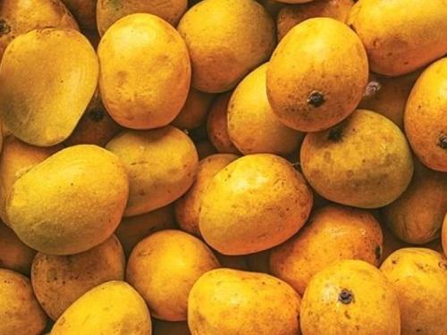 Mango farmers in Konkan will get off-season crop loan interest waiver | कोकणातील आंबा उत्पादक शेतकऱ्यांना मिळणार अवकाळीतील पीक कर्ज व्याजमाफी 