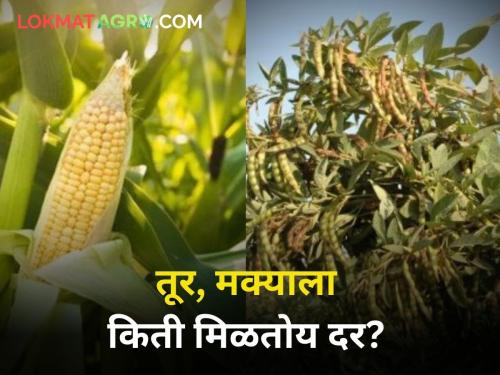 corn and toor maarket yard price maharashtra agriculture farmer rates | आज तूर, मक्याला किती मिळाला दर?