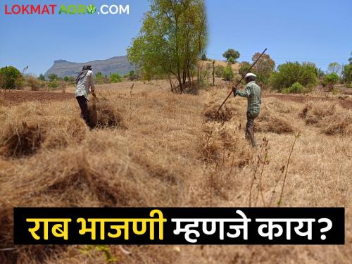 Latest news Raab Bhajani before sowing rice, nagli in Nashik district see details | Kharip Season : भात, नागली पेरणीपूर्वी राब भाजणी केली जाते, कारण.... वाचा सविस्तर 