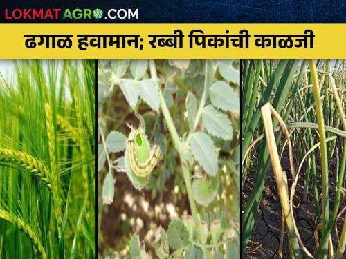 How to manage onion, wheat, gram crops in cloudy weather? | कांदा, गहू, हरभरा पिकांचे ढगाळ हवामानात कसे कराल व्यवस्थापन?