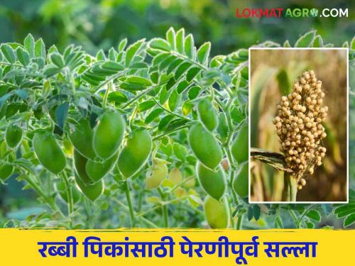 Planning to sowing of sorghum, gram chick pea? Don't forget to do this | ज्वारी, हरभरा पेरणीचे नियोजन करताय? हे करायला विसरू नका