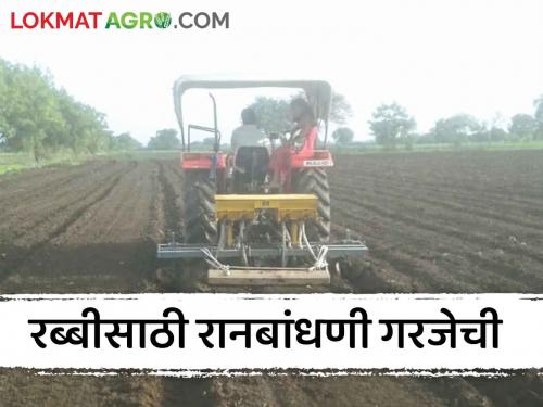 Latest news Rabbi Season Farmers Proper afforestation for Rabi horticultural crops, read in detail  | Rabbi Season : शेतकऱ्यांनो! रब्बी बागायती पिकांसाठी रानबांधणी कशी कराल? वाचा सविस्तर 