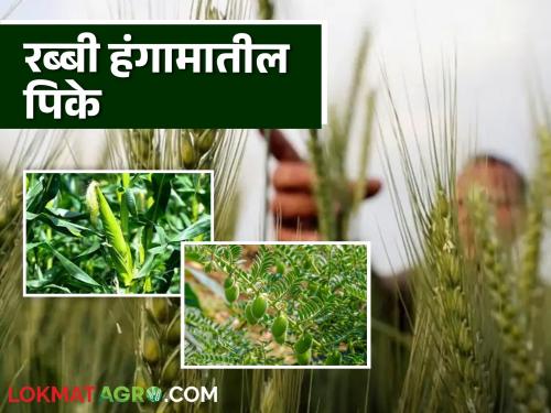 Latest News Rabbi Season Crop These crops will be best option in Rabbi season, know in detail  | Rabbi Season Crop : रब्बी हंगामात 'ही' पिके ठरतील बेस्ट पर्याय, जाणून घ्या सविस्तर 