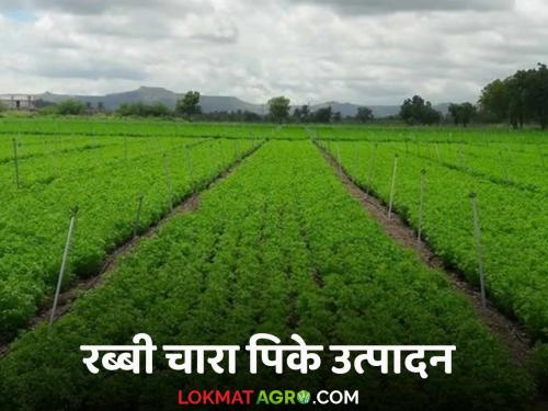 Latest News Rabbi Season Crops These fodder crops will be profitable in Rabi season, know in detail  | Rabbi Fodder Crop : रब्बी हंगामात 'ही' चारा पिके ठरतील फायदेशीर, जाणून घ्या सविस्तर 