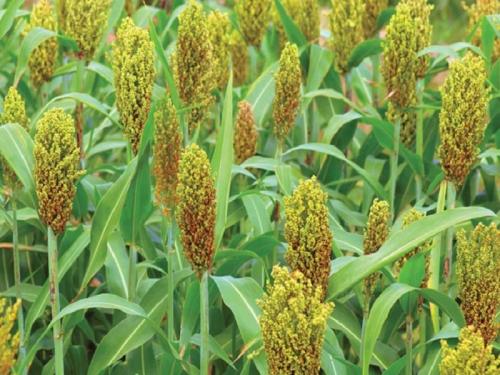 Rabbi's average area will increase this year! For fodder crops, sorghum, maize will be added | रब्बीच्या सरासरी क्षेत्रात यंदा होणार वाढ! चारा पिकासाठी ज्वारी, मक्यावर देणार भर