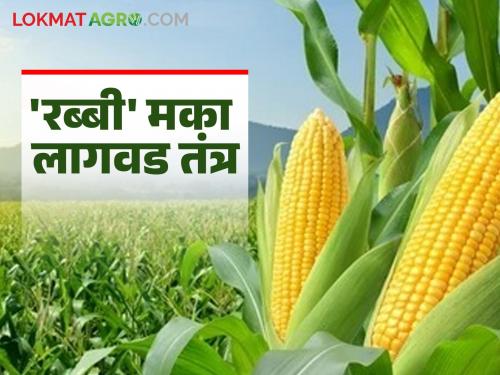 Rabbi Maize Crop Management : If you want a guarantee of higher production; then do the following for sowing maize in the rabi season | Rabbi Maize Crop Management : अधिक उत्पादनाची हवी असेल हमी; तर 'अशी' करा रब्बीत मका पिकाची पेरणी