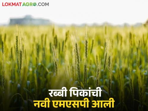 Latest News Approval for MSP for Rabi crops see wheat, harbhara, masur new msp price | रब्बी पिकांसाठी MSP ला मंजुरी, पहा गहू, हरभऱ्याची MSP किती रुपयांनी वाढली? 