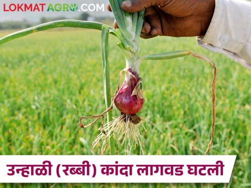 latest News Summer rabbi onion planting down in yeola nashik district | कांद्याचे आगार असलेल्या येवल्यात उन्हाळी कांदा लागवड का घटत आहे?