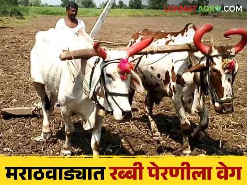 Rabi Season 2024: Sowing of rabi crops on so many hectares in Chhatrapati Sambhajinagar Division; Sowing is highest in these districts | Rabi Season 2024: छत्रपती संभाजीनगर विभागात इतके हेक्टरवर रब्बी पिकांची पेरणी ; या जिल्ह्यांत पेरणी सर्वाधिक