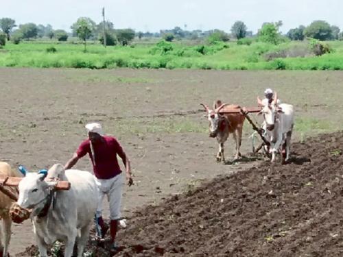 Rabi seasons : Increasing cold will be beneficial for Rabi crops | Rabi seasons : वाढती थंडी रब्बीच्या पिकांना लाभदायक ठरणार