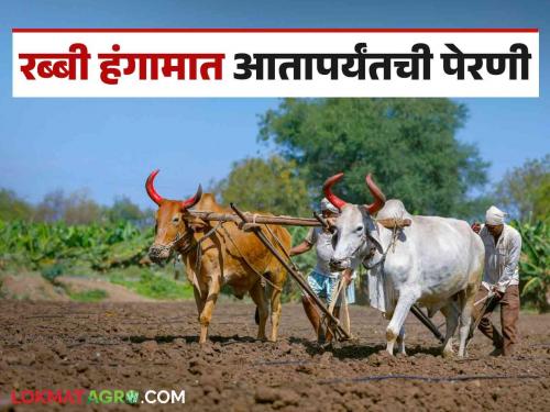 Latest News Crop sowing on 428 lakh hectares during Rabi season, how much sowing of which crop | Rabbi Season 2024 : रब्बी हंगामात 428 लाख हेक्टरवर पीक पेरणी, कोणत्या पिकाची किती पेरणी?