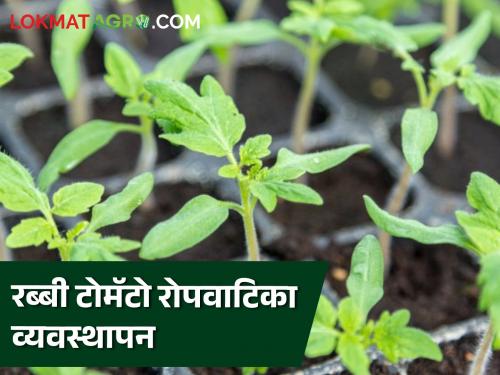 Latest News Tomato Crop Management How to manage rabbi tomato nursery Know in detail  | Tomato Crop Management : रब्बी टोमॅटो रोपवाटिका व्यवस्थापन कसे कराल? जाणून घ्या सविस्तर 