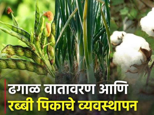 Effect of cloudy weather on onion, tur pigeon pea and cotton | ढगाळ वातावरणाचा कांदा, तूर आणि कपाशीवर होणारा परिणाम