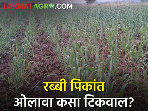 Benefit of unseasonal rainfall for dryland rabi crops | कोरडवाहू रब्बी पिकांसाठी बिगरमोसमी पावसाच्या ओलीचा फायदा