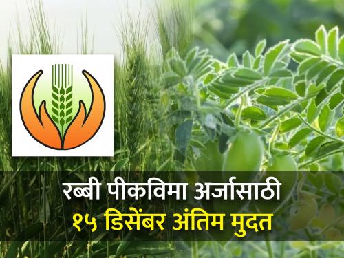 Participation of 49 lakh farmers for Rabi crop insurance; A seven time increase in numbers | रब्बी पीकविम्यासाठी ४९ लाख शेतकऱ्यांचा सहभाग; संख्येत सात पटींनी वाढ