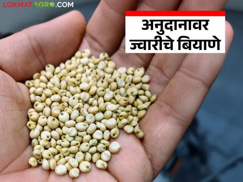 Rabi jowar seeds will be available on subsidy; first come first served basis | रब्बी ज्वारीचे बियाणे अनुदानावर मिळणार; प्रथम येणाऱ्या शेतकऱ्यास प्रथम प्राधान्य
