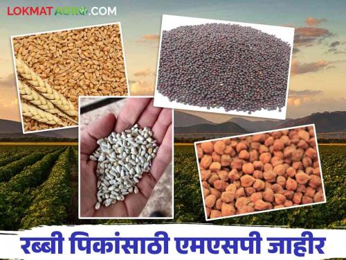 MSP for Rabi Season : Increase in Minimum Support Price for Rabi Season Crops 2025-26 Read Details | MSP for Rabi Season : २०२५-२६ रब्बी हंगामातील पिकांसाठी किमान आधारभूत किंमतीत वाढ वाचा सविस्तर