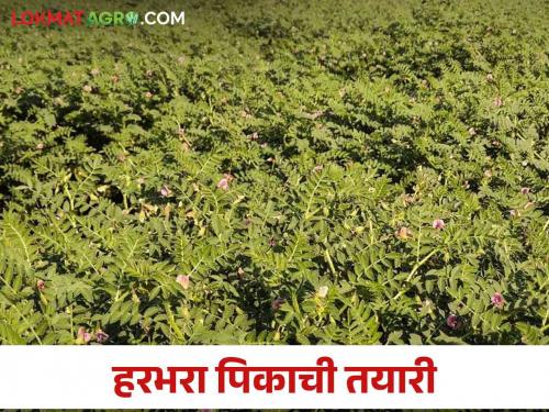 Rabi Season : Sowing of ova, turi in half rabi season was missed; How to plan gram? Read in detail  | Rabi Season : अर्ध रब्बी हंगामातील ओवा, तुरीची पेरणी हुकली; हरभऱ्याचे नियोजन करावे तरी कसे? वाचा सविस्तर 